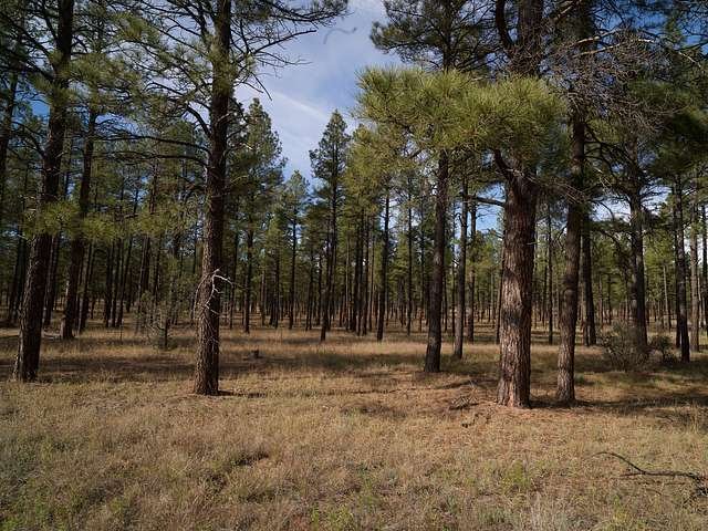 Flagstaff Arizona tree service